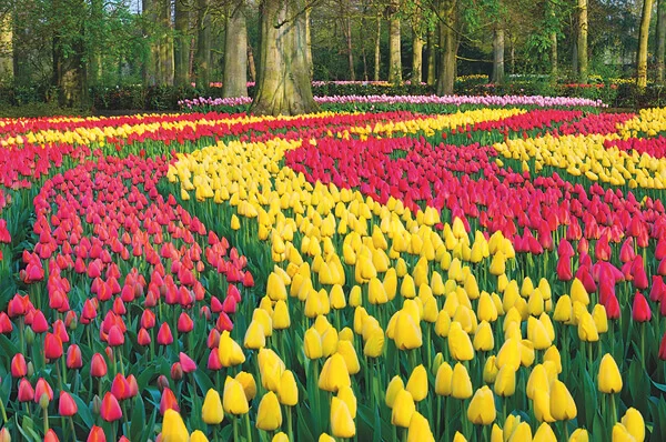 Keukenhof - Кёкенхофе